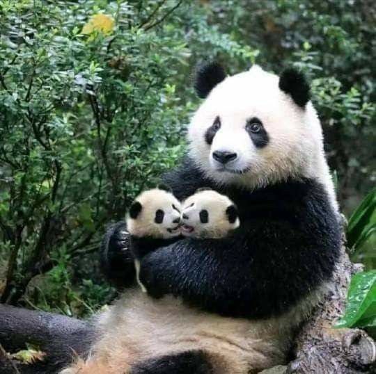 Set Of Panda